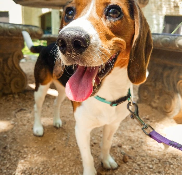 pourquoi vous devriez obtenir un...beagle