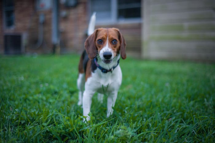 pourquoi vous devriez obtenir un...beagle