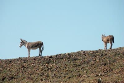 Wild Burros visit the Hurricane Ridge camping area at Imperial Dam Long Term Visitor Area near Yuma, Arizona.