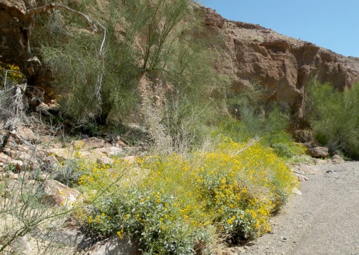 Brittlebush blooming near Senator Wash. Imperial Dam Long Term Visitor Area near Yuma, Arizona.