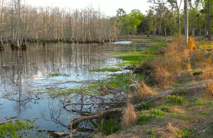 View from Magnolia Ridge Core of Engineers campground in the Big Thicket of Texas.