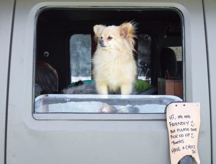 While some people do successfully live full-time with small, docile dogs, in nine cases out of ten, pets are not congruent with RV living.