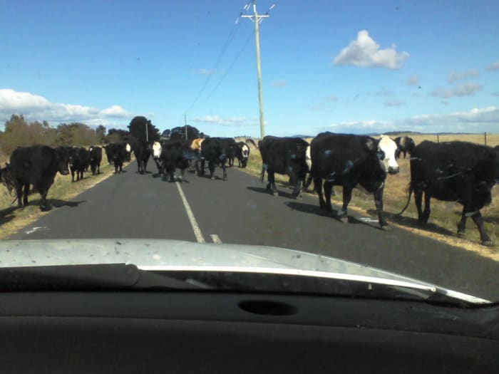 Negotiating my way past cattle with their tails raised is trouble enough in my 4WD. These roads would be catastrophic in a nice, clean Ferrari.