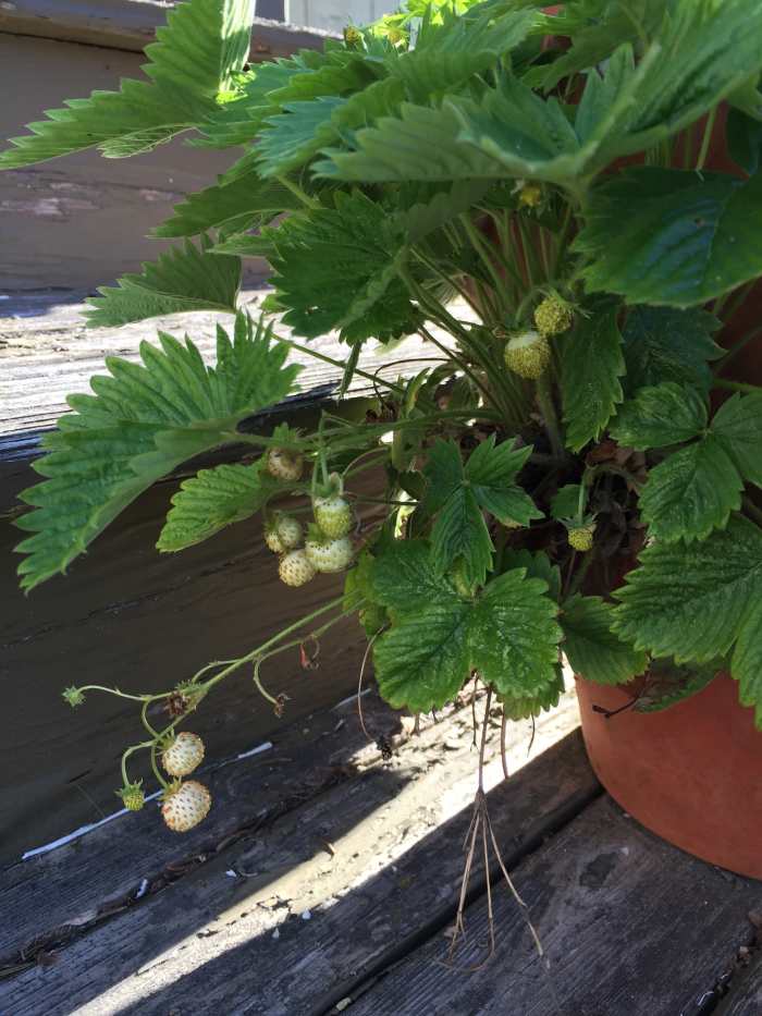Berries growing and ripening on the plant. These are often staggered, showing different ages and stages of fruit.
