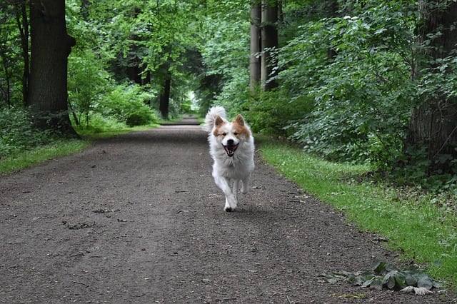 Dog Coming Back When Called