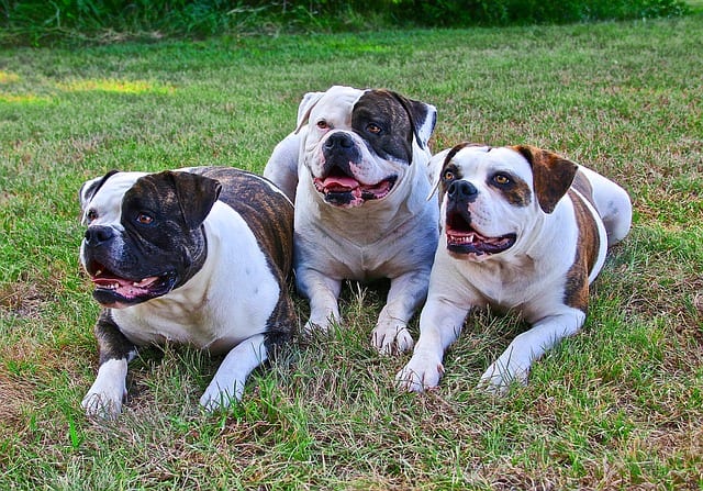 Dogs Being Told to Lay Down