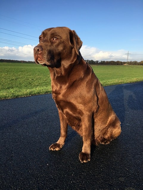 Dog Being Told to Sit