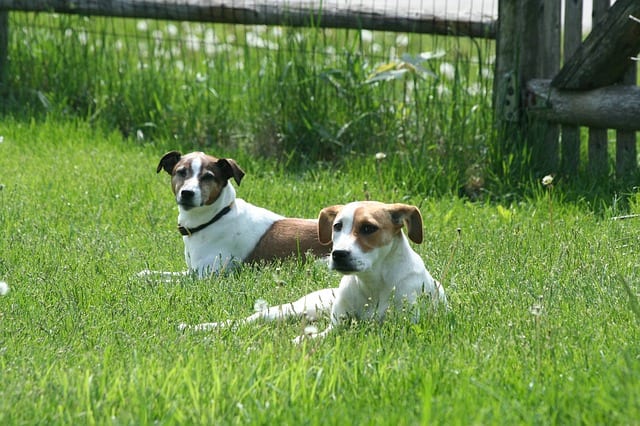 Dogs Socializing in a Fenced Area