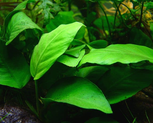 Anubias can be attached to a rock or décor in the aquarium. This makes it impossible for goldfish to uproot.