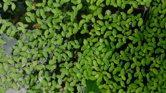 Duckweed is an edible floating plant for fish, it is considered an organic form of fish food. Duckweed multiply quickly, but goldfish will gladly consume the tiny floating plant.