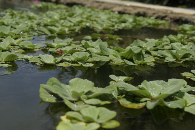 Water Lettuce is an excellent floating plant for ponds and aquariums. Goldfish come to the surface of the water more often, feeling at home with the barrier of plants.