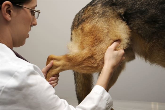 A torn cruciate ligament can also cause stability issues for dogs because the knee is no longer stable.