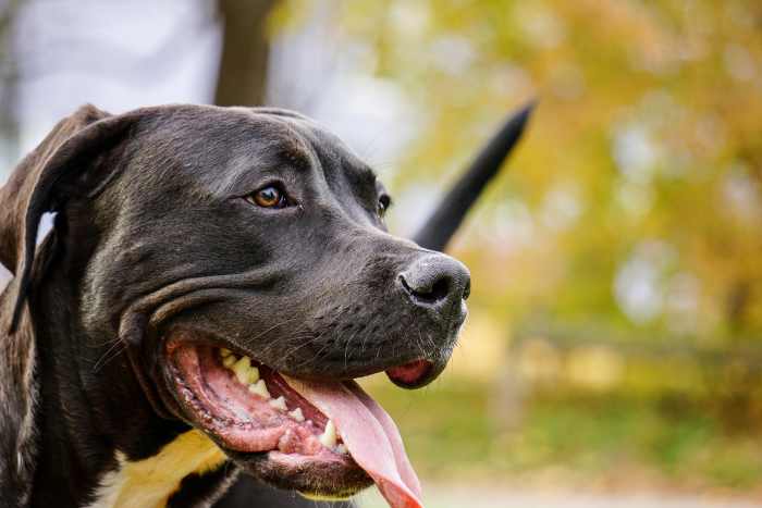 If your Pit Bull seems to be dealing with any of these health issues call up your vet for a visit to help you get down to the bottom of things.