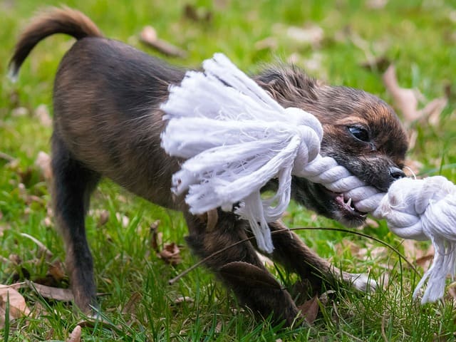If your puppy puts his teeth on your hand, yell "Ouch!" and turn away.