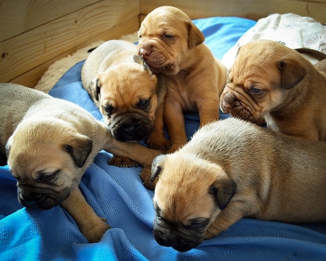 Puppies that spend some of their childhood with their mother and littermates often learn bite inhibition naturally.