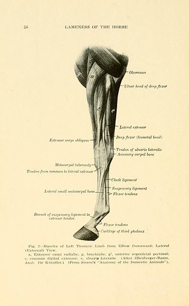 Front limb tendon anatomy.