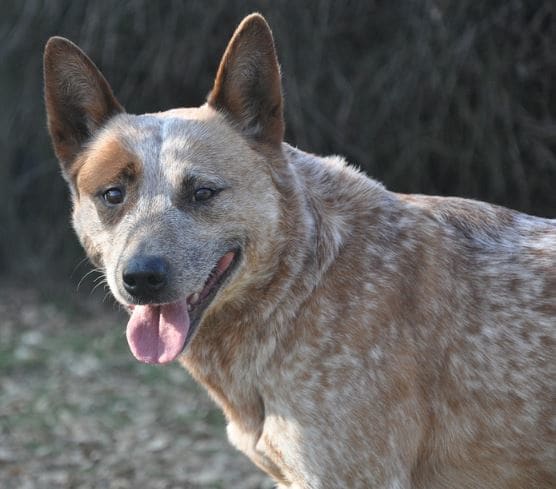 How to Stop a Cattle Dog Puppy (Heeler) From Biting - PetHelpful - By ...