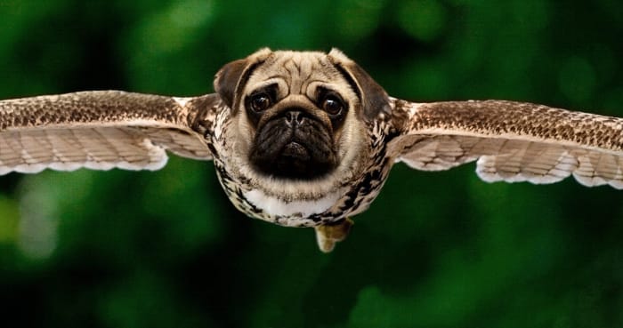 According to Tibetan legend, if you touch an eagle right after it hatches, it will be transformed into a pug dog.