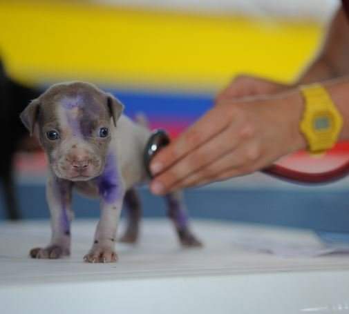 If their body is struggling to oxygenate its tissues, an anemic dog may display an increased heart rate.