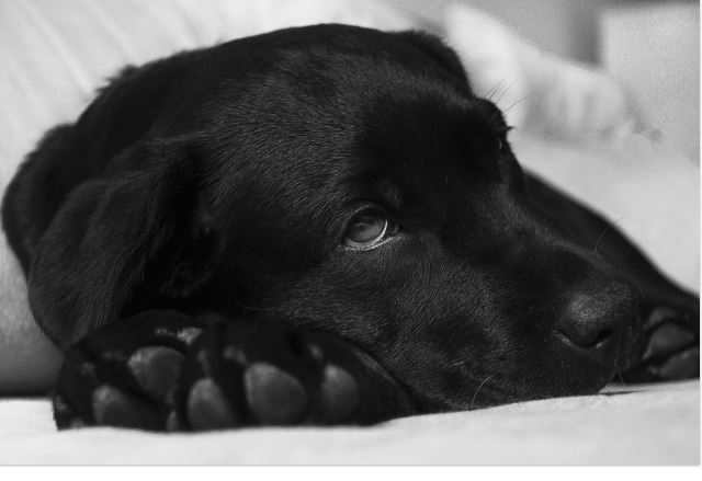 If there are not enough red blood cells to carry sufficient oxygen to a dog's heart, brain, muscles, and tissues, they may appear tired or lethargic.