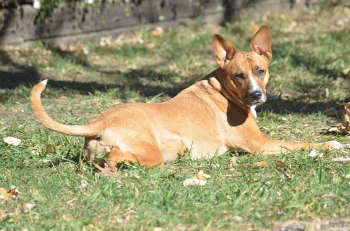Shelters also receive many halfbreed Bull Terriers. Most of these dogs retain the wonderful personalities of the purebred.
