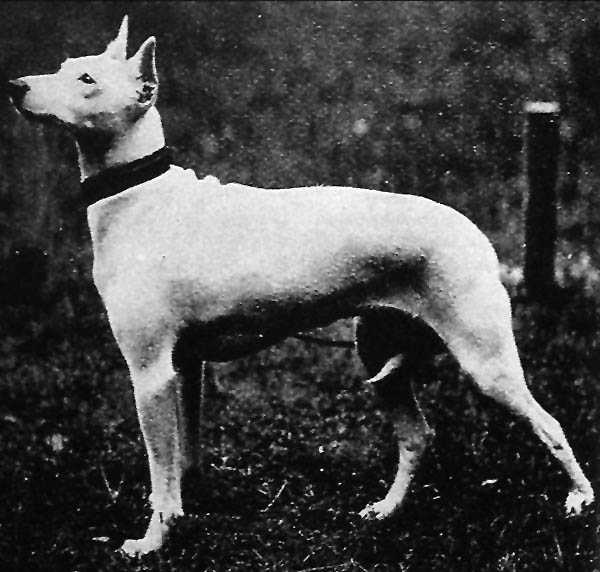 A beautiful example of the Bull Terrier's extinct forerunner, already showing the white coat, muscled body and erect ears.