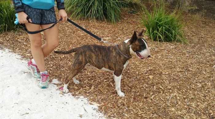 When going outside of the home, a deaf bullie usually has no problems, but you still need to be its ears