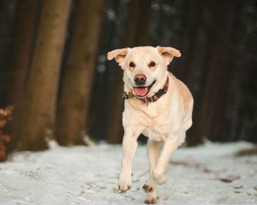 This dog is likely panting from exercising considering the cold weather. Notice the happy expression.