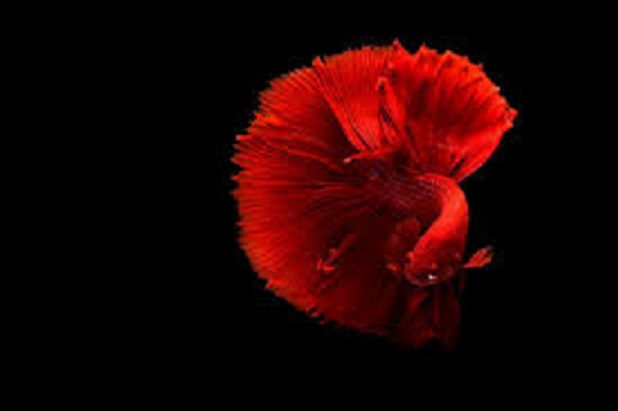 The Betta fish is a popular choice for fish hobbyists. The Betta, Minnow, and Goldfish, are species of fish, that do well in bare-bottom tanks.