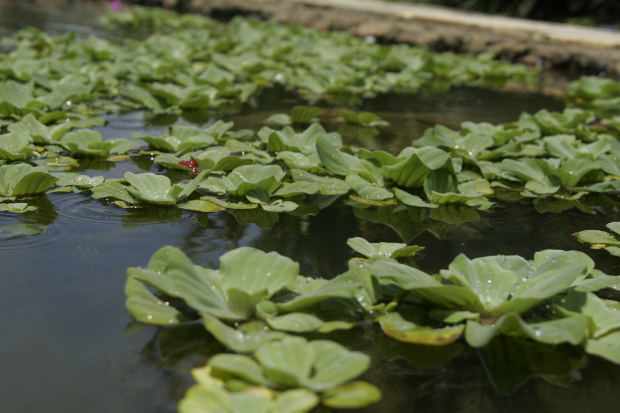 Floating plants are an ornamental addition to aquariums. Water lettuce is an aquatic plant that conveniently removes nitrates from a substrate-free tank.