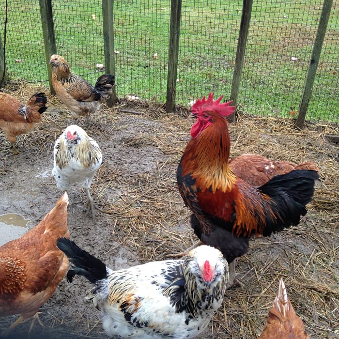Rooster e le galline