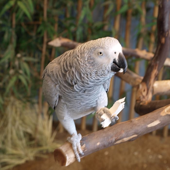 Pappagallo africano grigio