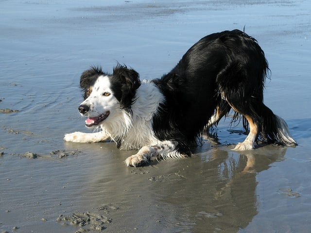 Not all dogs will perform a play bow but you should watch for it.