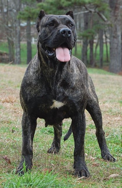 Some dogs might be difficult to separate in the middle of a fight. If you own a strong dog learn techniques to prevent fights while he is still a puppy.