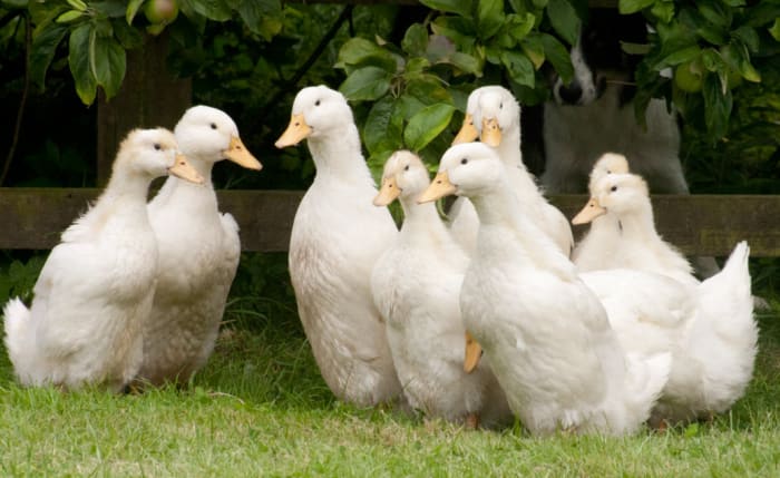 tyypillinen saksalainen Pekins