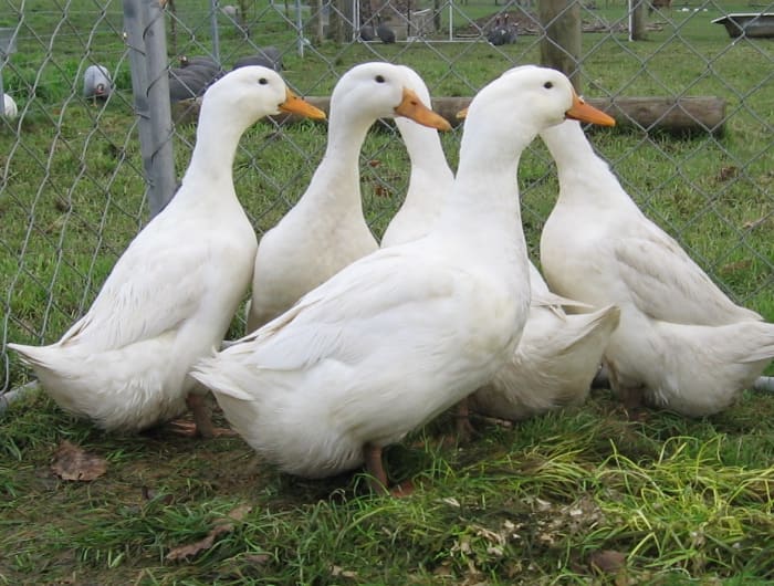 Pekins hybrides typiques de Grimaud