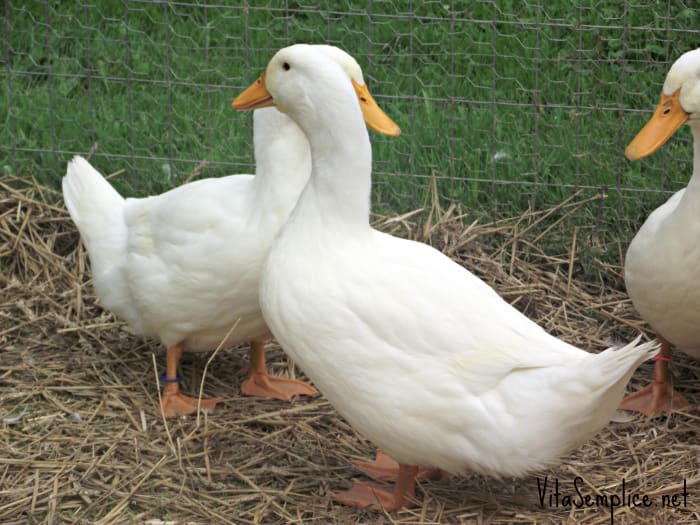 tipikus Jumbo Pekins