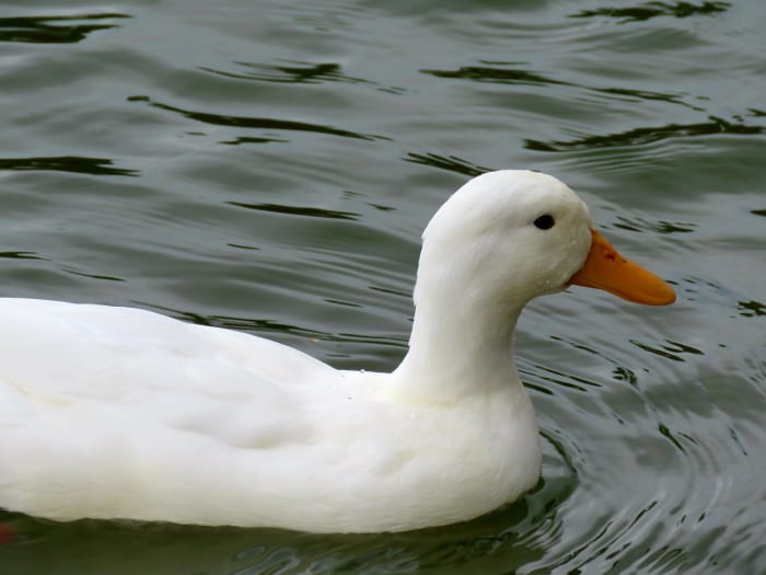 Ein typisch amerikanischer Pekin