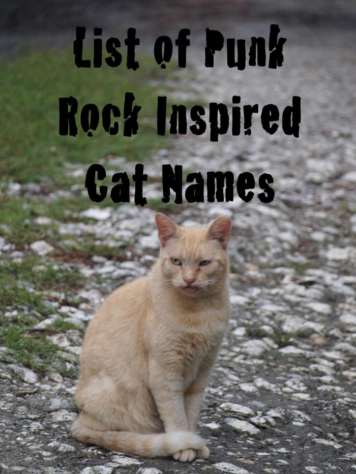Lots of cats have a punk rock side, so if you are looking for some ideas for a name, check this one out.