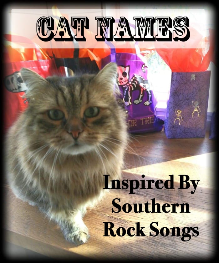 A Southern belle deserves a good Southern rock name. If you have one of these cats then these names could be for you.