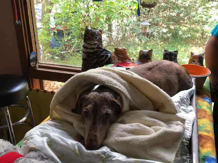 Sebastian with acupuncture needles down his back and on his head. There are also some on his legs that you can't see.