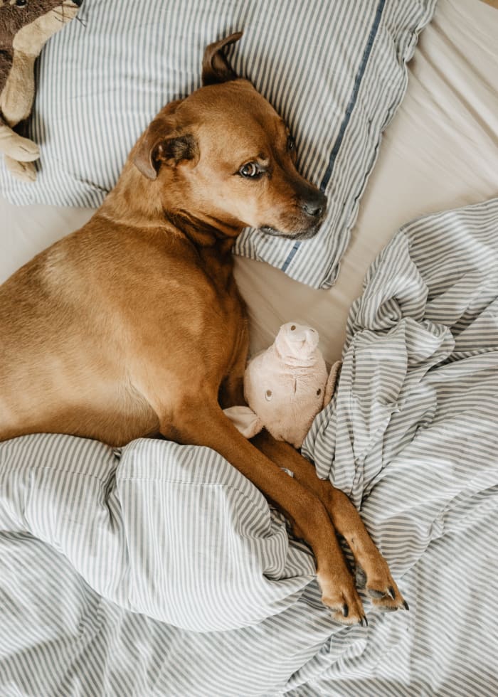 Sure, she's cozy with her little piggy - but how long are those floppy little stuffed animal ears going to last?