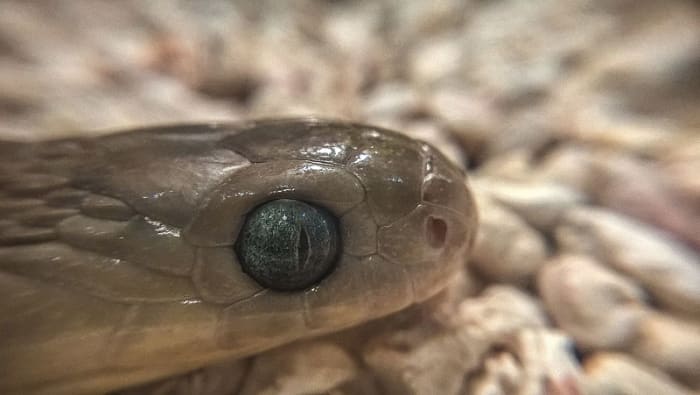 African Egg-Eating Snake (Dasypeltis sp.)