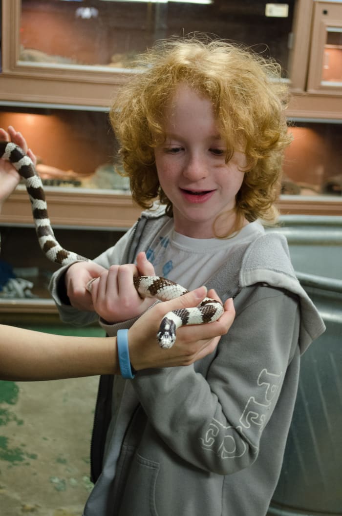 King Snake Species
