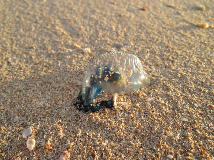 This is the bluebottle jellyfish, also known as the man 'o war. It kills several people each year.