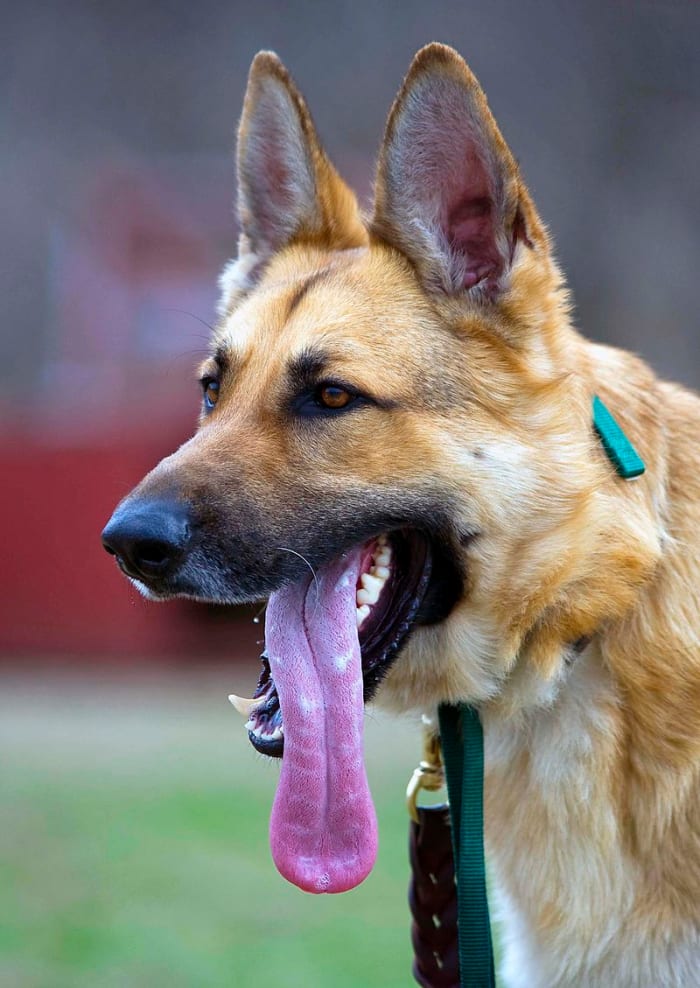 Keefer, a search-and-rescue dog, takes a breather during training.