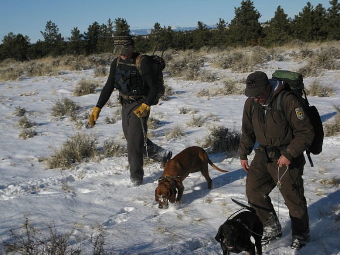 Tracking dogs often work in teams, using visual clues, rather than scent, to find their quarry