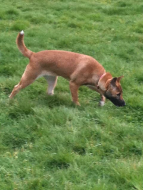 Trailing dogs can trace tiny particles of human flesh, hair, and clothing