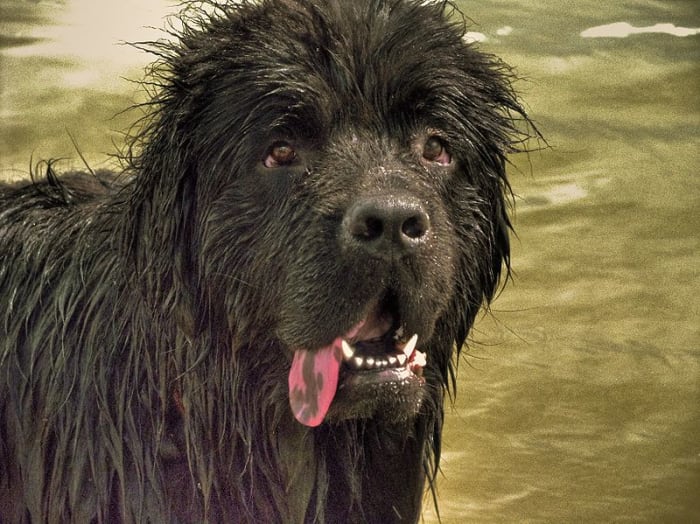 A beautiful Newfoundland dog. Newfoundlands are powerful swimmers and also work in harsh, snowy conditions