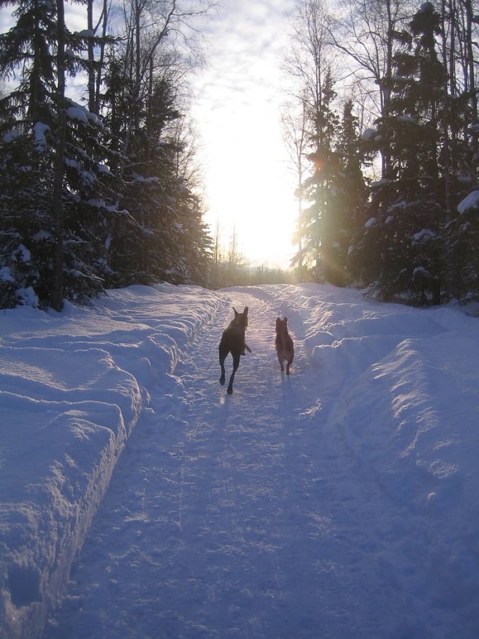 All dogs, large and small, love to run. They are specially adapted for a wide range of conditions from desert heat to freezing snow
